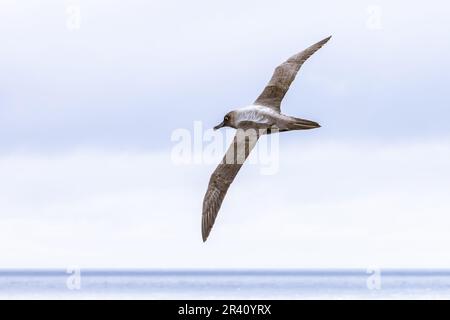 Rußiger Albatross im Flug, Südpazifik Stockfoto