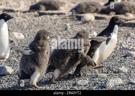 Adelie Penguin Chicks jagen Eltern im komischen Dash im Rookery in Cape Adare, Antarktis Stockfoto