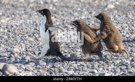 Adelie Penguin Chicks jagen Eltern im komischen Dash im Rookery in Cape Adare, Antarktis Stockfoto