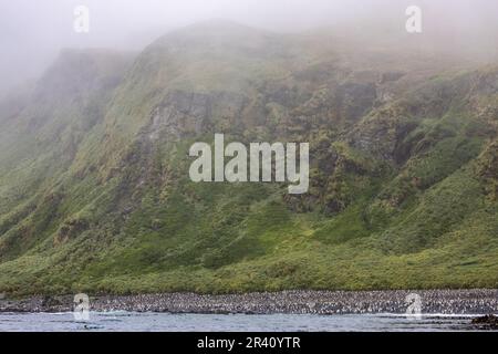 King Penguin Colony am Strand unter den Klippen, Lusitania Bay, Macquarie Island, Australien Stockfoto