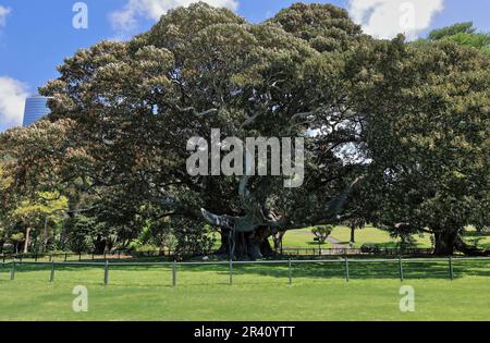 662 Royal Botanic Garden ältester Feigenbaum, der in der eingezäunten Feigenbaumlandschaft wächst. Sydney-Australien. Stockfoto