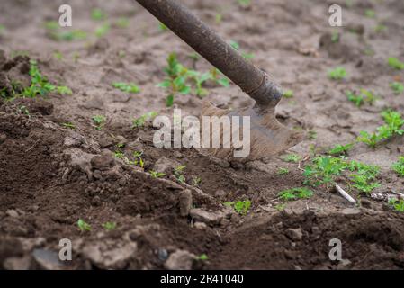 Nachhaltiger biologischer Landbau;Böden hacken , Männer, die Obstplantagen mit einer Hacke pflücken und Unkrautjäten anbauen zwei Junglandwirte, die einen Garten graben, mähen Vegeta Stockfoto