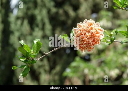 Granatapfelblüte (Punica granatum) auf einem Ast Stockfoto