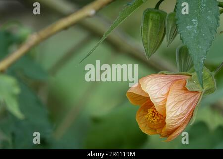 Detail einer Orangenblume aus chinesischer Laterne (Callianthe picta) in einem Park in Granada (Spanien) Stockfoto