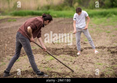 Nachhaltiger biologischer Landbau;Böden hacken , Männer, die Obstplantagen mit einer Hacke pflücken und Unkrautjäten anbauen zwei Junglandwirte, die einen Garten graben, mähen Vegeta Stockfoto