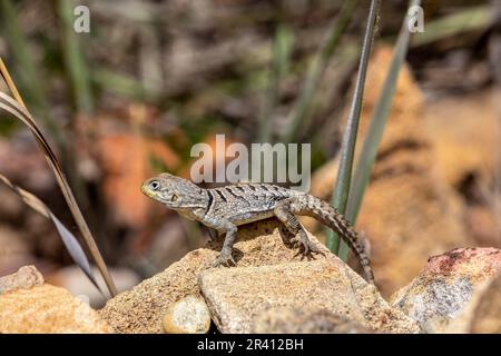 Merrems Madagaskar Swift, Oplurus cyclurus, Isalo Nationalpark. Madagaskar Wildtiere Stockfoto