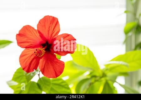 Verschiedene Heimpflanzen: hibiskus, Avocadobaum und Orangenbaum, Konzept eines umweltfreundlichen Heimgartens. Zimmerpflanzen in einem modernen Interieur. Verstanden Stockfoto