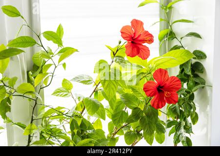 Verschiedene Heimpflanzen: hibiskus, Avocado-Baum und Orangenbaum, Konzept des Öko-Hausgartens. Zimmerpflanzen in einem modernen Interieur. Stockfoto