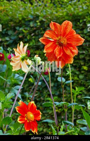 Einfache Dahlia, Loki Schmidt Stockfoto