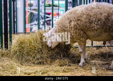 Schafe fressen Heu auf Tierausstellungen, Fachmessen - Seitenansicht Stockfoto