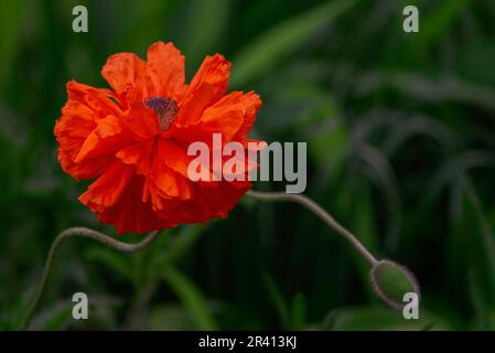 Collection Frottee dekorative Mohnblume leuchtend rot gezüchtete Mohnknospen blühen. Schicke Blumenlandschaft papaver Oriale Stockfoto