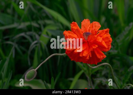 Collection Frottee dekorative Mohnblume leuchtend rot gezüchtete Mohnknospen blühen. Schicke Blumenlandschaft papaver Oriale Stockfoto