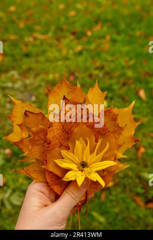 Eine unbekannte Frau mit bunten Herbstblättern. Goldene Baumblätter. Wunderschöner Baum mit gelben Blättern im Herbstwald. Pfad voller Herbstblätter. Hintergrund der natürlichen Herbstlandschaft Stockfoto