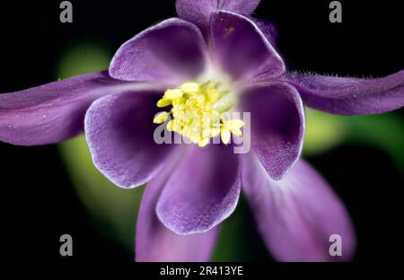 Nahaufnahme einer violetten Kolumbinenblume mit gelben Stühlen. Stockfoto