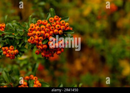 Eibe-Beere. Taxus Yew Shrubs. Rote Beeren auf Eibenbaum im Garten im Herbst. Roter Rotschwanz auf dem Ast, saisonale Feiertage. Natur helle Herbsternte Nahaufnahme Stockfoto