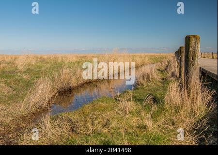 Nasse Wiesen Stockfoto