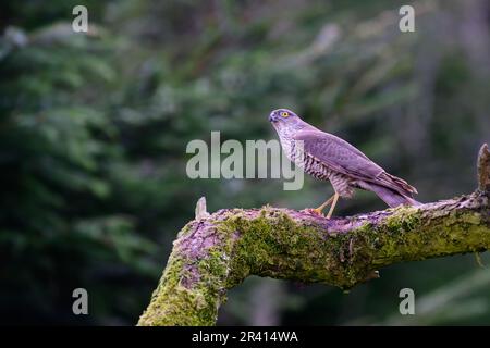 Sperber, Accipiter Nisus, hoch oben auf einem moosbedeckten Ast Stockfoto