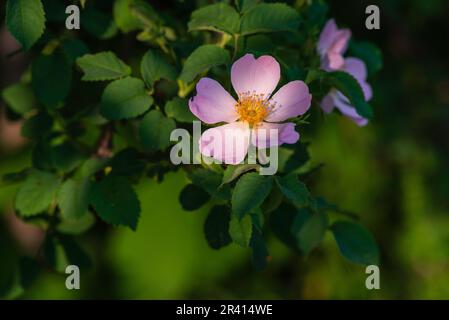 Rosehip grüne Blätter wunderschöne Blume Grüne Pflanze Draufsicht. Naturfrühlingsprinzip Rosenfrucht (Rosa canina). Wilder Sonnenuntergang warmes Sonnenlicht Kopie sp Stockfoto