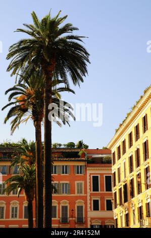 Hohe Palmen in Rom, Italien Stockfoto