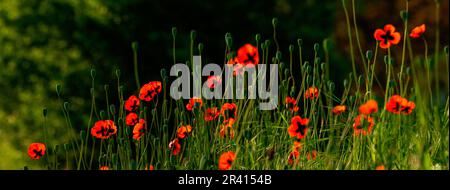 Wunderschönes Feld mit roten Mohnblumen im Sonnenuntergang helles Mohnblumen kleine Blumenwiese Blumenhintergrund, Sonnenuntergang erstaunliche Landschaft Selektivfokus Opium N Stockfoto