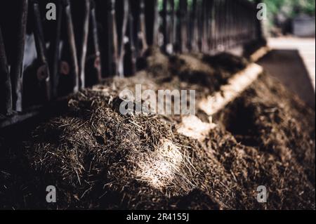 Silageband in einer Milchscheune mit Stützen. Dass sich die Rinder durchfressen. Stockfoto