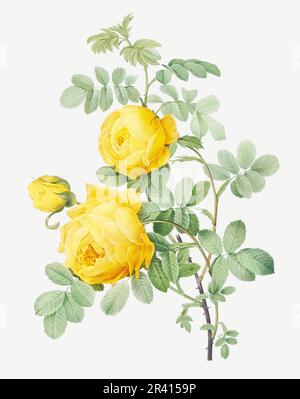 Rosenbild. Botanische Rosenblütenkunst. Gelbe Rose Stockfoto