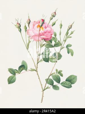 Schöne Rosenblume Illustration. Anemone Blühte Sweetbriar Stockfoto