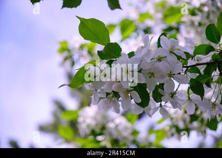 Weiße Blüten blühender Apfelbäume vor blauem Himmel Stockfoto