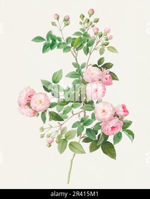 Schöne Rosenblume Illustration. Fleischwolze Rose Stockfoto