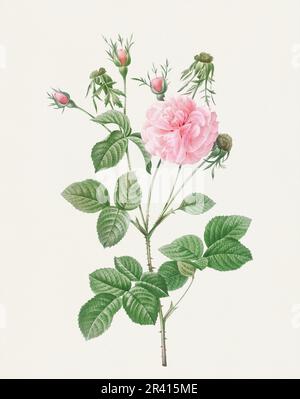 Schöne Rosenblume Illustration. Rosa Agatha Rose Stockfoto