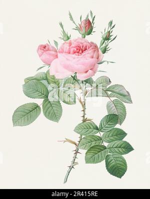 Illustration antiker Rosen. Botanische Rosenblütenkunst. Stockfoto