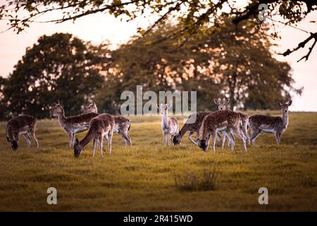 Eine Hirschherde auf einem grünen Feld mit einem Wald im Hintergrund im warmen Licht des Sonnenuntergangs in Deutschland, Europa Stockfoto
