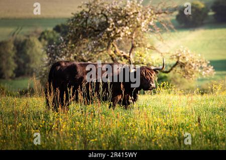 Schwarzes schottisches Highland-Rind mit langen Hörnern liegt auf dem Feld im warmen Licht des Sonnenuntergangs Stockfoto