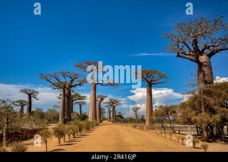 Sonnenverwöhnte Baobab Alley in Morondava - eine spektakuläre Aussicht auf die Avenue! Madagaskar-Landschaft Stockfoto