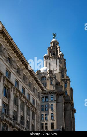 Bertie, der männliche Lebervogel blickt über die Stadt Liverpool Stockfoto