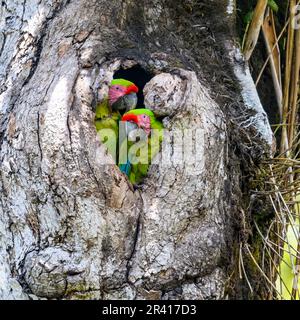 Zwei große Hühner des großen grünen Aras (Ara ambiguus) in ihrem Nistgraben an den Atlantikhängen, Costa Rica. Stockfoto