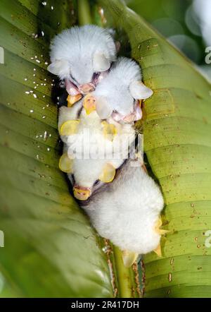 Weiße Fledermäuse aus Honduras (Ectophylla alba) aus Sarapiqui, Costa Rica. Stockfoto