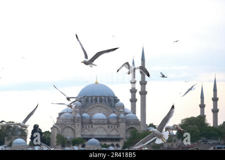 Möwen fliegen mit Moschee-Silhouetten-Hintergrund. Moschee und Möwen Ramadan Konzept. Eid Mubarak. Stockfoto