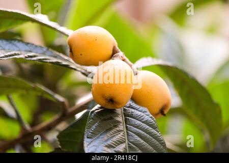 Schließen Sie gelbe japanische Medlaar-Wokkus mit Blättern am Baum. Selektiver Fokus. Stockfoto