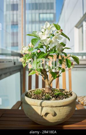 Apfelbaum Malus Evereste als Bonsai während der Blüte im April auf dem Balkon Stockfoto
