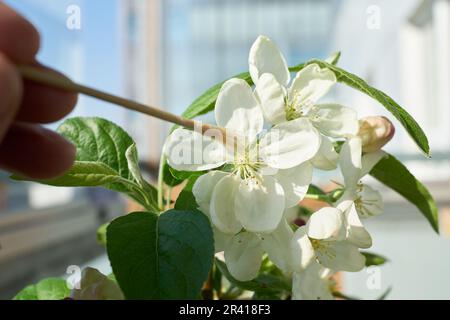 Künstliche Bestäubung der Blume eines Apfelbaums Bonsai Malus Evereste mit einem kleinen Pinsel Stockfoto