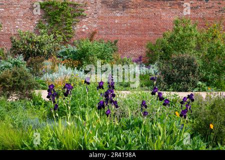 Deep Purple Beard Iris im Paradise Garden im RHS Bridgewater, Greater Manchester, England Stockfoto