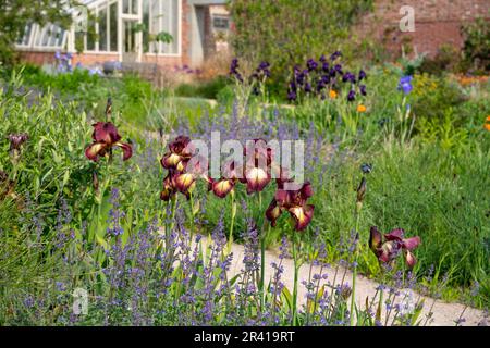 Iris „Kent Pride“ blüht im Paradise Garden bei RHS Bridgewater, Greater Manchester, England Stockfoto