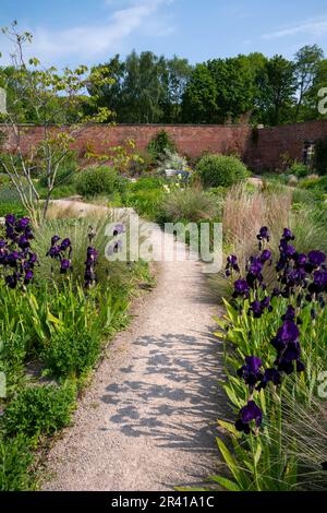 Deep Purple Beard Iris im Paradise Garden im RHS Bridgewater, Greater Manchester, England Stockfoto