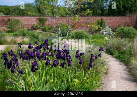 Deep Purple Beard Iris im Paradise Garden im RHS Bridgewater, Greater Manchester, England Stockfoto