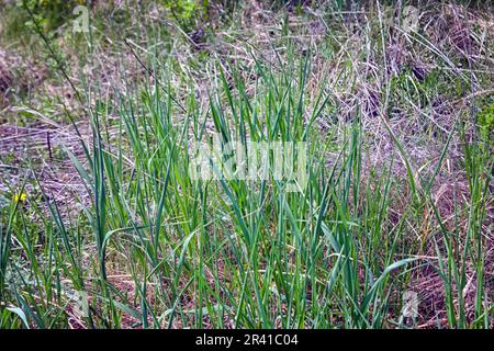 Junges grünes Gras durchbricht die Nahaufnahme des trockenen Grases des letzten Jahres. Stockfoto