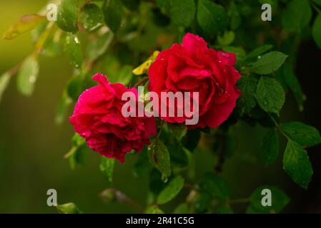 Rosenbusch mit blühenden roten Rosen Sonnenuntergang Florbunda Rose im Garten. Gartenkonzept wunderschöner Hintergrund. Nahaufnahme. Schwarzwaldrose (Korschwill) Stockfoto