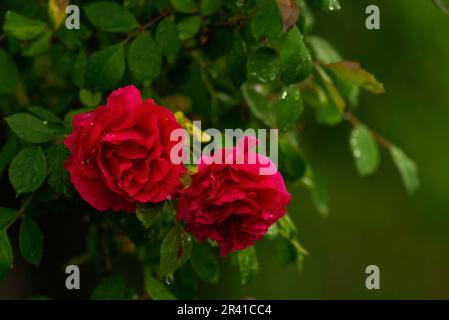 Rosenbusch mit blühenden roten Rosen Sonnenuntergang Florbunda Rose im Garten. Gartenkonzept wunderschöner Hintergrund. Nahaufnahme. Schwarzwaldrose (Korschwill) Stockfoto