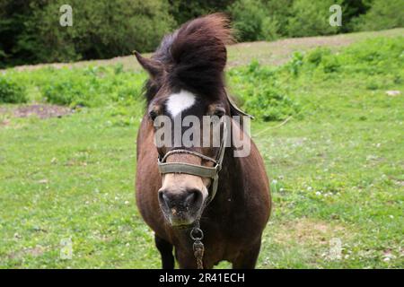 Republik Karatschai Tscherkessien, Russland. 23. Mai 2023. Ein Pony (Pferd) auf einer Wiese im Kaukasusgebirge auf dem Gebiet der Republik Karachay-Tscherkesien, in der Nähe der Honey-Wasserfälle, in der Russischen Föderation. (Foto: Maksim Konstantinov/SOPA Images/Sipa USA) Guthaben: SIPA USA/Alamy Live News Stockfoto