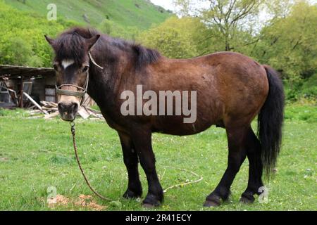 Republik Karatschai Tscherkessien, Russland. 23. Mai 2023. Ein Pony (Pferd) auf einer Wiese im Kaukasusgebirge auf dem Gebiet der Republik Karachay-Tscherkesien, in der Nähe der Honey-Wasserfälle, in der Russischen Föderation. (Foto: Maksim Konstantinov/SOPA Images/Sipa USA) Guthaben: SIPA USA/Alamy Live News Stockfoto